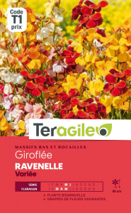 Giroflee Ravenelle - Graines - Teragile