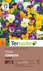 Viola Cornuta - Graines - Teragile
