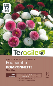 Pâquerette Pomponnette - Graines - Teragile