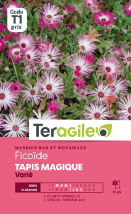 Ficoïde Tapis magique - Graines - Teragile
