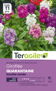 Giroflée Quarataine double - Graines - Teragile