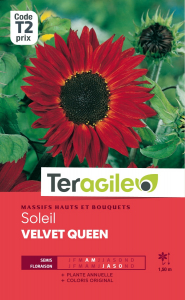 Tournesol Velvet queen - Graines - Teragile