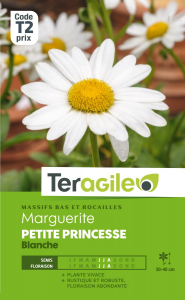 Marguerite Petite princesse blanche - Graines - Teragile