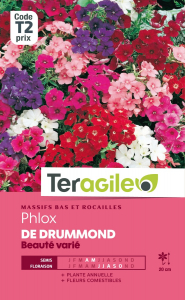 Phlox de Drummond Beauté - Graines -Teragile