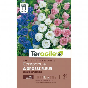 Campanule à grande fleur double - Graines - Teragile