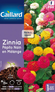 Zinnia Pépito nain - Graines - Caillard