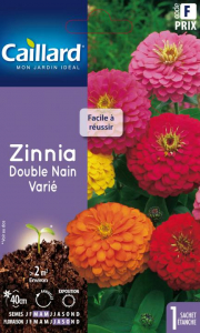 Zinnia Double nain  -Graines - Caillard