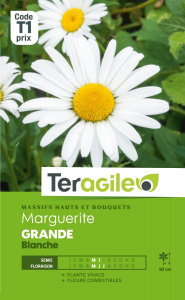 Marguerite grande blanche - Graines - Teragile