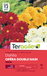 Dahlia Opéra double nain - Graines - Teragile