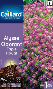 Alysson odorant tapis royal - Graines -Caillard