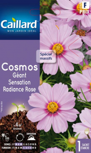 Cosmos Géant sensation radiance rose - Graines - Teragile