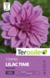 Dahlia lilac times - Teragile - X1
