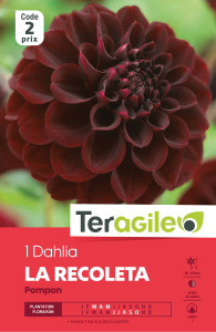 Dahlia Teragile - Recoleta - X1
