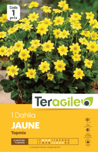 Dahlia topmix jaune - Teragile - X1