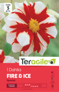 Dahlia fire & ice - Teragile - X1