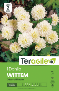 Dahlia wittemans - Teragile - X1