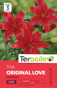 Lys asiatique original love rouge - Teragile - X3