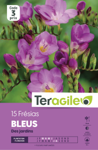 Freesia bleus - Teragile - X15