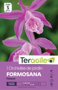 Orchidée de formose - Teragile - X1