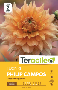 Dahlia philip campos - Teragile - X1