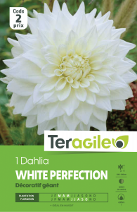 Dahlia white perfection - Teragile - X1