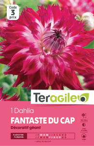 Dahlia fantaste du cap - Teragile - X1