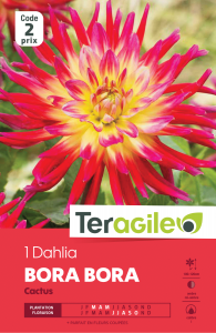 Dahlia bora bora - Teragile - X1