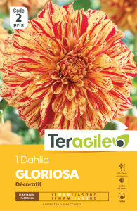 Dahlia gloriosa - Teragile - X1