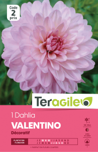 Dahlia valentino - Teragile - X1
