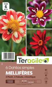 Dahlia mellifère - Association 3x2 - Teragile - X6