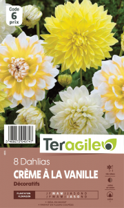 Dahlia crème van - Variés - Teragile - X8