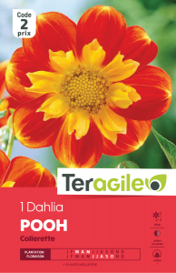 Dahlia pooh - Teragile - X1