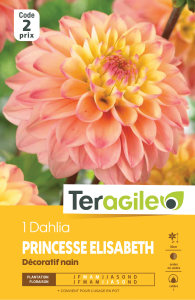Dahlia princesse elizabeth - Teragile -X1
