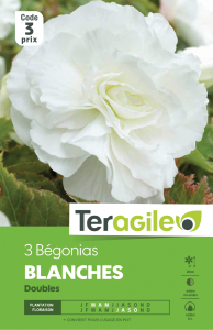Bégonia double blanc - Teragile - X3