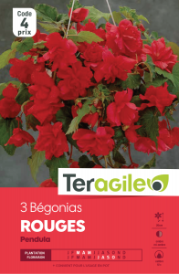 Bégonia pendula rouge - Teragile - X3