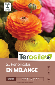 Renoncules - Variés - Teragile - X25
