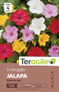 Mirabilis jalapa - Belle de nuit - Teragile - X5