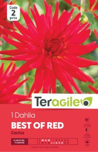Dahlia best red - Teragile - X1