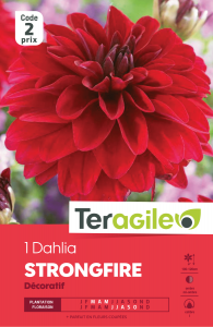 Dahlia strong fire - Teragile - X1