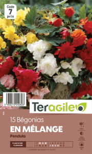 Bégonia pendula - Variés - Teragile - Calibre 6/+ - X15
