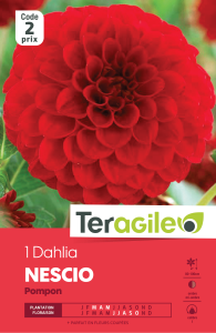 Dahlia pompon rouge - Teragile - X1