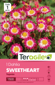 Dahlia sweetheart - Teragile - X1