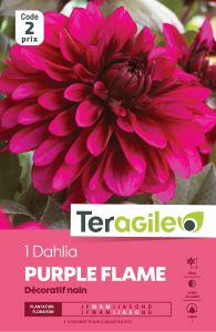 Dahlia purple flame - Teragile - X1