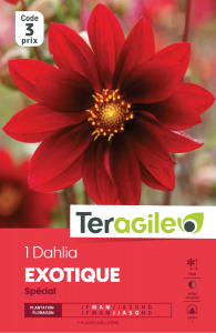 Dahlia exotique - Teragile - X1