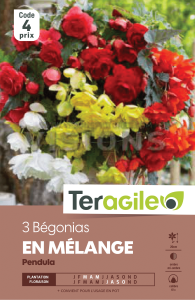 Bégonia pendula - Variés - Teragile - X3
