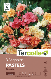 Bégonia cascade pastel - Variés - Teragile - X3