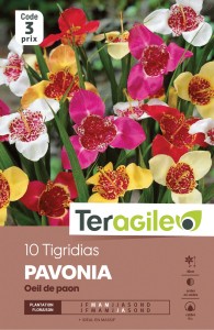Tigridias - Œil de paon - Variés - Teragile - X10