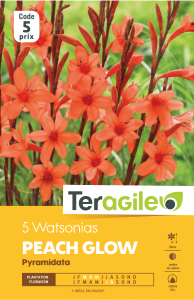Watsonias borbonica peach glow - Teragile - X5