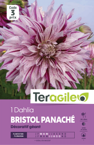 Dahlia bristol panaché - Teragile - X1