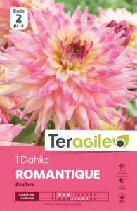 Dahlia romantique - Teragile - X1